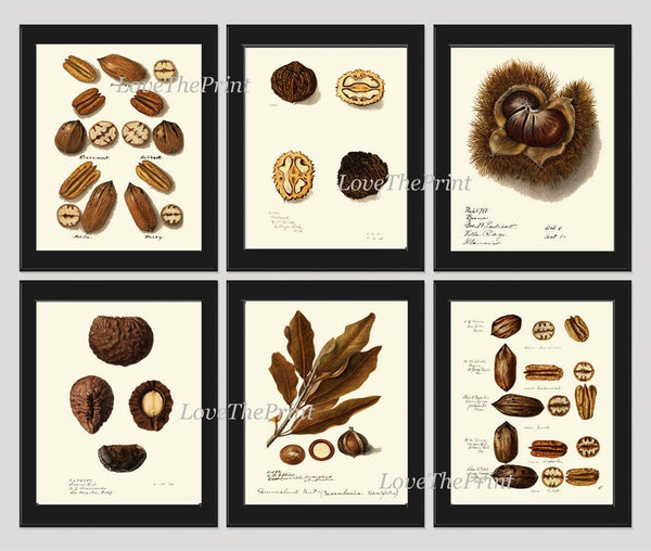 Nuts Wall Decor Prints Art Set 6 Beautiful Botanical Nut Tree Fruit Chart Walnuts Pecan Peanut Macadamia Brazil Rare Exotic to Frame NUTS