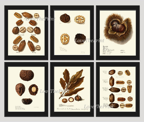 Nuts Wall Decor Prints Art Set 6 Beautiful Botanical Nut Tree Fruit Chart Walnuts Pecan Peanut Macadamia Brazil Rare Exotic to Frame NUTS