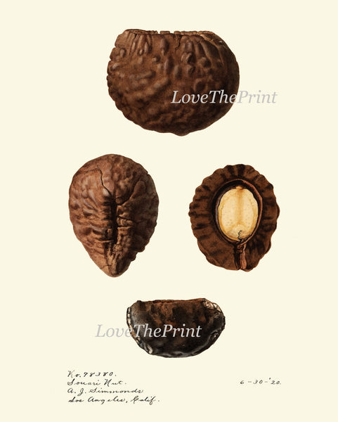 Nuts Wall Decor Prints Art Set 6 Beautiful Botanical Nut Tree Fruit Chart Walnuts Pecan Peanut Macadamia Brazil Rare Exotic to Frame NUTS