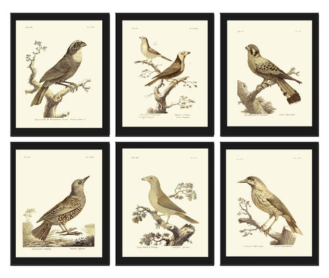 Vintage Birds Prints Wall Art Set of 6 Prints Antique Bird Print Set Cottage Farmhouse Natural Colors Illustration Home Decor to Frame BARR