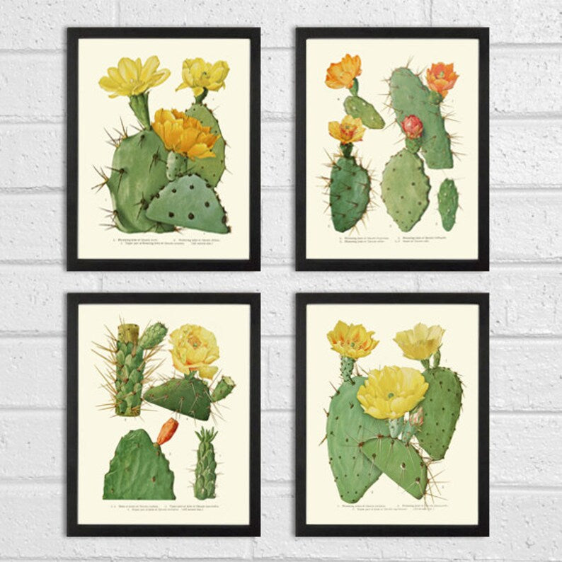 vintage succulent prints Cactus Botanical Prints Wall Art Set of 4 Beautiful Antique Vintage Tropical Succulent Yellow Red Blooming Cactus Plants Decor to Frame ME