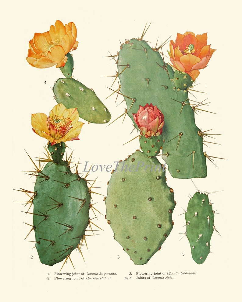 vintage succulent prints Cactus Botanical Prints Wall Art Set of 4 Beautiful Antique Vintage Tr – Love the Print