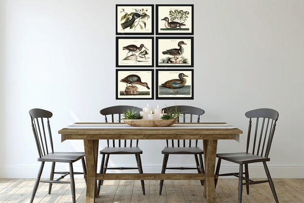 Vintage Duck Bird Prints Wall Art Set of 6 Antique Farmhouse Lake House Country Wild1 Nature Horizontal Orientation Home Decor to Frame MCT