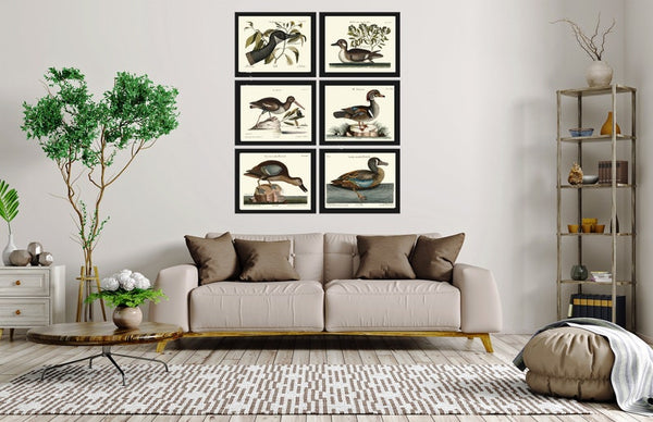 Vintage Duck Bird Prints Wall Art Set of 6 Antique Farmhouse Lake House Country Wild1 Nature Horizontal Orientation Home Decor to Frame MCT