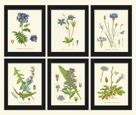 Blue Wildflowers Botanical Wall Art Set of 6 Prints Beautiful Antique Vintage Cornflower Bachelor's Button Flowers Home Decor to Frame CH