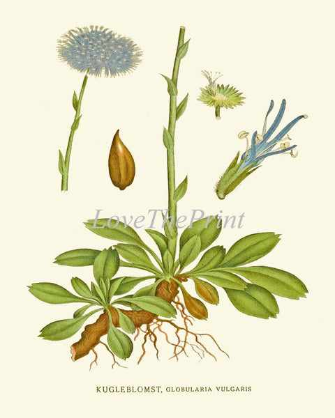 Blue Wildflowers Botanical Wall Art Set of 6 Prints Beautiful Antique Vintage Cornflower Bachelor's Button Flowers Home Decor to Frame CH