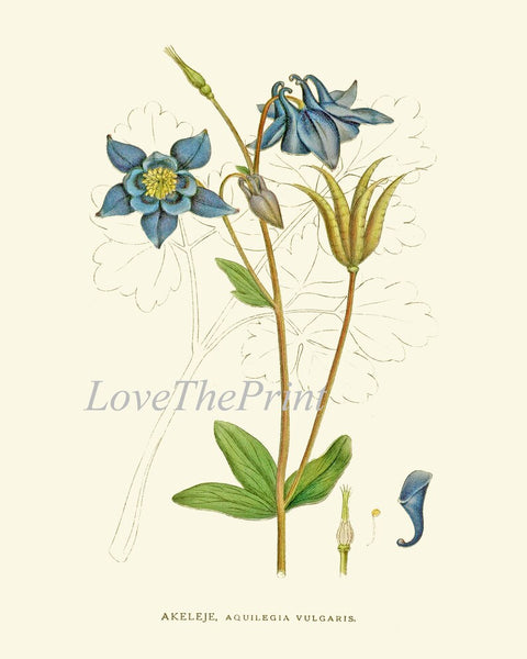 Blue Wildflowers Botanical Wall Art Set of 6 Prints Beautiful Antique Vintage Cornflower Bachelor's Button Flowers Home Decor to Frame CH