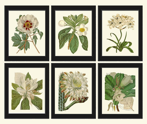 White Flower Botanical Prints Wall Art Set of 6 Beautiful Antique Vintage Peony Magnolia Daisy Cactus Living Dining Room Bedroom to Frame CU