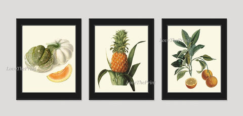 Fruit Botanical Wall Art Set 3 Prints Beautiful Vintage Antique Melon Pineapple Citrus Orange Kitchen Dinning Room Home Decor to Frame LF