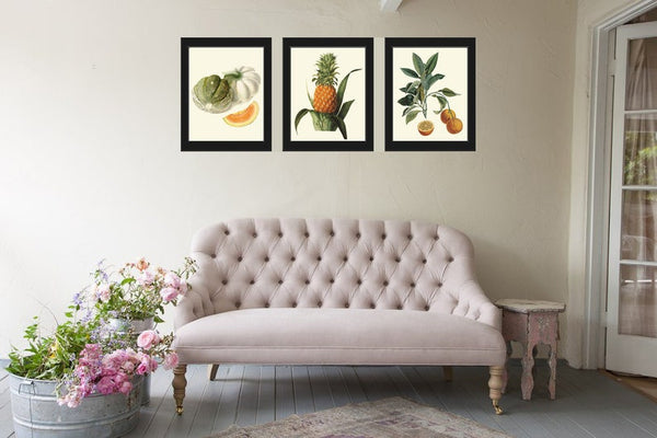 Fruit Botanical Wall Art Set 3 Prints Beautiful Vintage Antique Melon Pineapple Citrus Orange Kitchen Dinning Room Home Decor to Frame LF