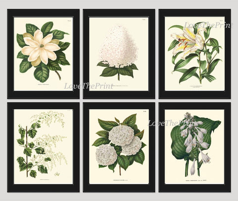 White Flowers Botanical Wall Art Set of 6 Prints Beautiful Vintage Antique Hydrangea Lily Magnolia Floral Home Room Decor to Frame AJW WITT