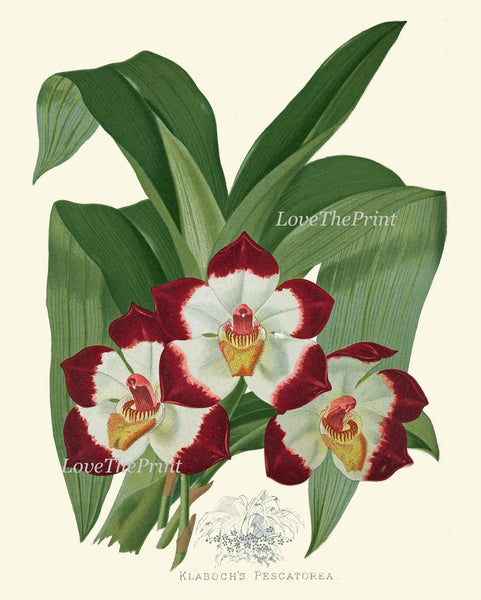 Peony Lotus Orchid Botanical Wall Art Decor Set of 3 Prints Beautiful Deep Dark Red Burgundy Flowers Decoration Illustration to Frame PAXT