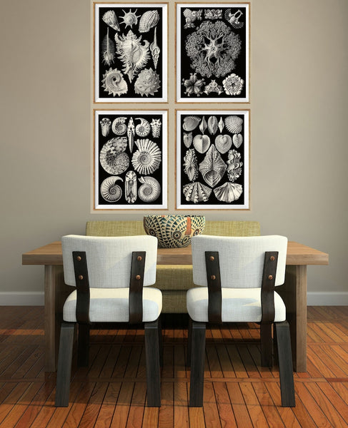 Shells Sea Ocean Science Scientific Wall Decor Art Set of 4 Prints Beautiful Antique Black Seashells Jellyfish Bathroom Office to Frame HAEC