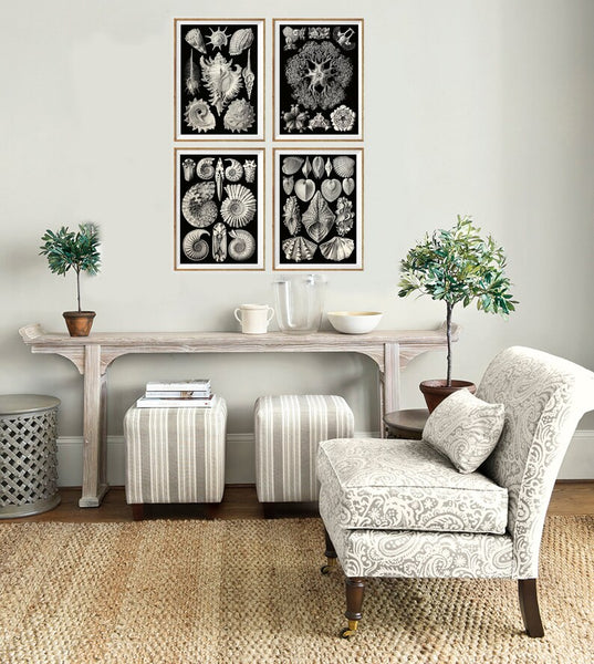 Shells Sea Ocean Science Scientific Wall Decor Art Set of 4 Prints Beautiful Antique Black Seashells Jellyfish Bathroom Office to Frame HAEC