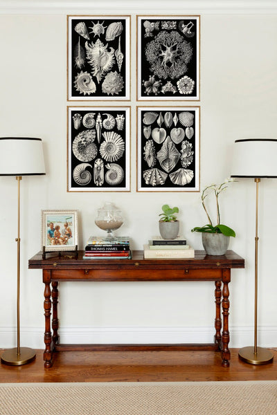 Shells Sea Ocean Science Scientific Wall Decor Art Set of 4 Prints Beautiful Antique Black Seashells Jellyfish Bathroom Office to Frame HAEC