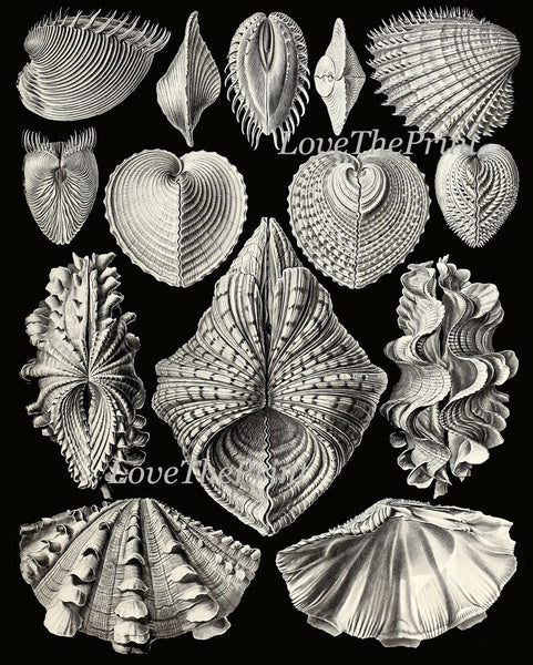 Shells Sea Ocean Science Scientific Wall Decor Art Set of 4 Prints Beautiful Antique Black Seashells Jellyfish Bathroom Office to Frame HAEC
