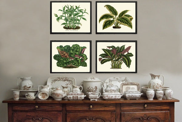 House Plants Botanical Prints Wall Art Decor Set of 4 Prints Beautiful Antique Vintage Green Leaf Leaves Tropical Home Decor to Frame HOU