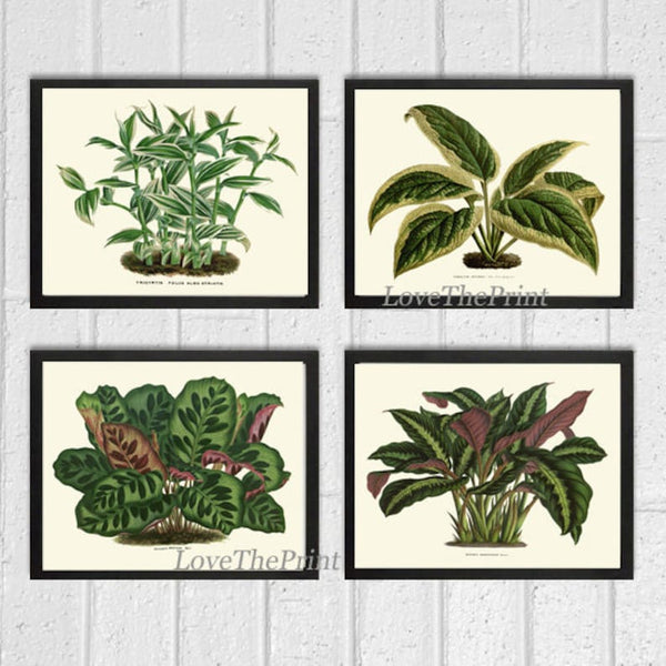 House Plants Botanical Prints Wall Art Decor Set of 4 Prints Beautiful Antique Vintage Green Leaf Leaves Tropical Home Decor to Frame HOU