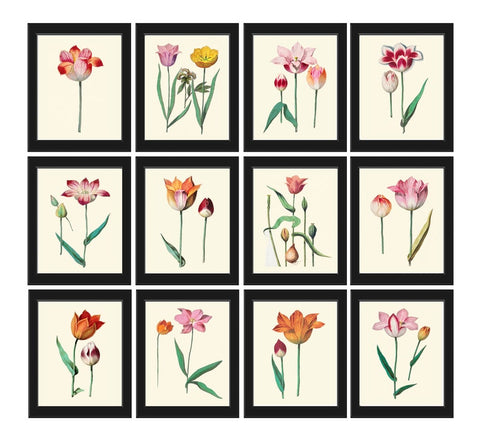 Tulips Botanical Wall Decor Art Set of 12 Prints Beautiful Antique Vintage Pink Orange Yellow Varieties Garden Colorful Plants to Frame ABD