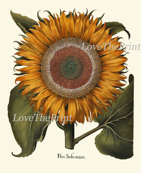 Botanical Wall Decor Art Set of 6 Prints Beautiful Vintage Antique Artichoke Thistle Lily Sunflower Peony Flowers Home Decor to Frame BESL