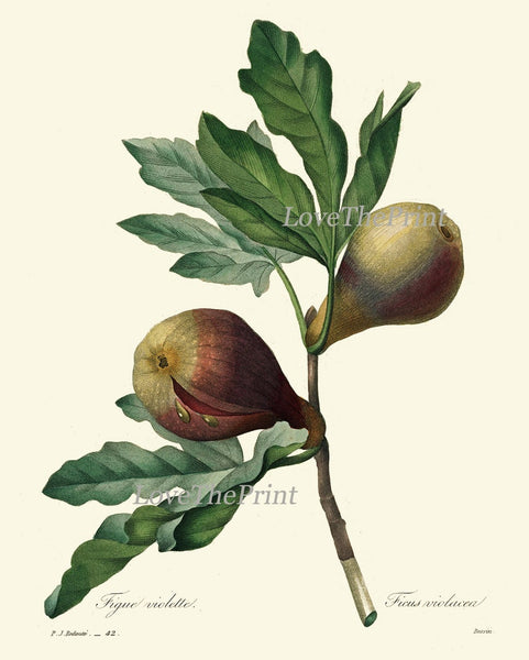 Tropical Fruit Wall Decor Art Prints Set of 4 Beautiful Antique Vintage Fig Pomegranate Banana Pineaple Colorful Home Decor to Frame REDT