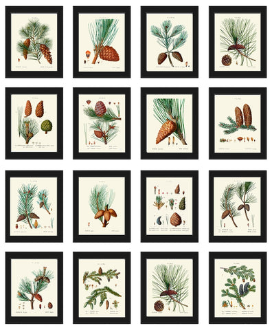 Pinecone Pine Cone Botanical Wall Art Home Decor Set of 16 Prints Beautiful Antique Vintage Pine Tree Branch Forest Nature to Frame TDA