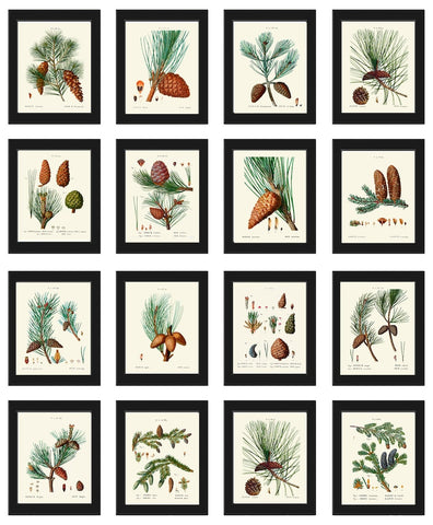 Pinecone Pine Cone Botanical Wall Art Home Decor Set of 16 Prints Beautiful Antique Vintage Pine Tree Branch Forest Nature to Frame TDA