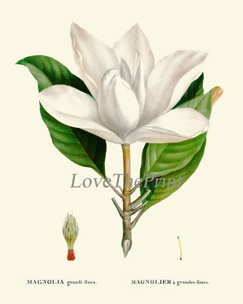 White Magnolia Tree Flowers Botanical Wall Decor Art Set of 6 Prints Beautiful Vintage Antique Blooming Southern Home Decor to Frame MVW