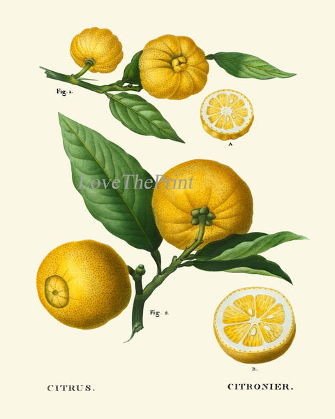 Lemon Citrus Fruit Wall Art Set of 9 Prints Botanical Antique Orange Grapefruit Tangerine Kitchen Dining Room Home Decor to Frame TDA