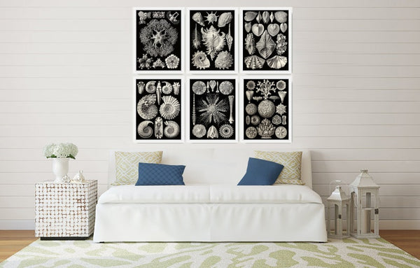 Coral Shells Jellyfish Prints Wall Art Set of 6 Beautiful Antique Black and White Sea Ocean Marine Coastal Beach Home Decor to Frame HAEC