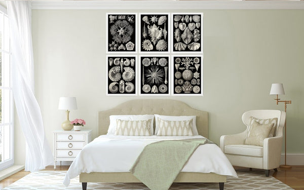 Coral Shells Jellyfish Prints Wall Art Set of 6 Beautiful Antique Black and White Sea Ocean Marine Coastal Beach Home Decor to Frame HAEC