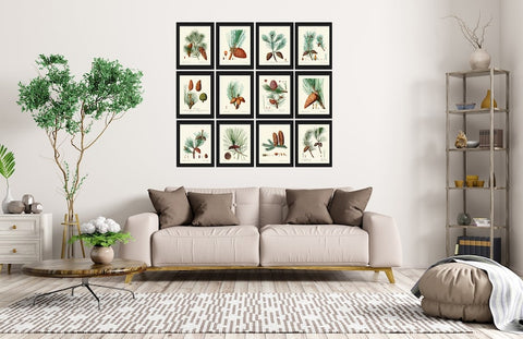 Pine Cone Pinecone Tree Branch Botanical Wall Decor Art Set of 12 Prints Beautiful Antique Vintage Illustration Picture Poster to Frame TDA