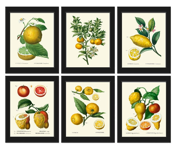 Citrus Fruit Lemon Orange Wall Decor Prints Art Set 6 Beautiful Botanical Colorful Tropical Kitchen Dining Room Home Decoration to Frame TDA