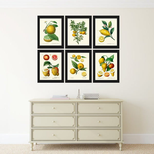 Citrus Fruit Lemon Orange Wall Decor Prints Art Set 6 Beautiful Botanical Colorful Tropical Kitchen Dining Room Home Decoration to Frame TDA