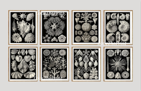 Vintage Corals Sea Shells Wall Art Set of 8 Prints Beautiful Marine Science Scientific Ocean Coastal Marine Beach Home Decor to Frame HAEC
