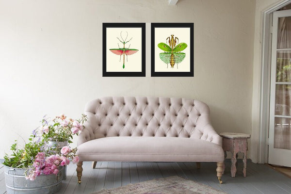 Locust Bug Insect Stunning Wall Art Set of 2 Prints Beautiful Antique Garden Outdoor Nature Chart Poster Home Decor Picture to Frame GSZ