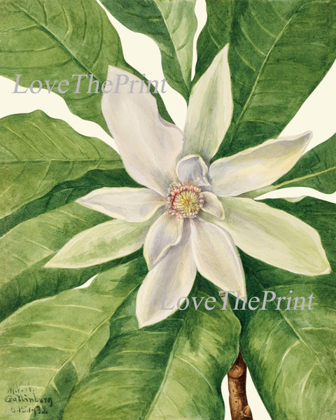 White Blooming Magnolia Flowers Botanical Prints Wall Art Set of 2 Beautiful Antique Vintage Watercolor Illustration Home Decor to Frame MVW
