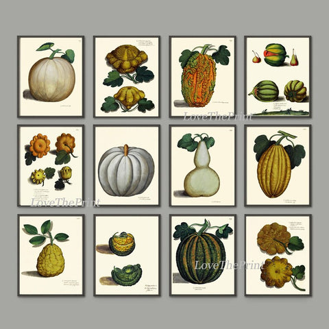 Vintage Pumpkins Gourds Vegetable Wall Art Botanical Set of 12 Beautiful Antique Fall Garden Kitchen Dining Room Home Decor to Frame UA