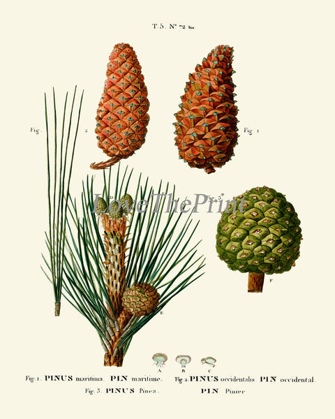 Pinecone Botanical Wall Art Set of 9 Prints Beautiful Vintage Antique Conifer Pine Cone Tree Woodland Cabin Home Room Decor to Frame TDA