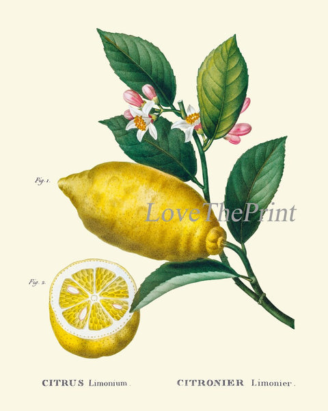 Citrus Fruit Lemon Oranges Wall Decor Art Prints Set of 4 Beautiful Antique Vintage Tropical Kitchen Dining Room Home Decor to Frame TDA