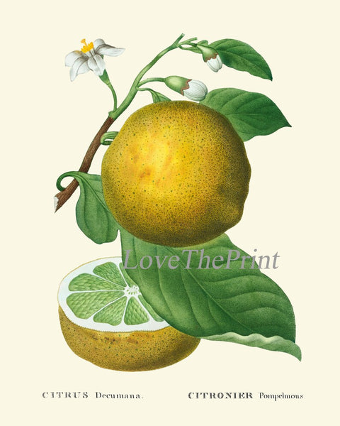 Citrus Fruit Lemon Oranges Wall Decor Art Prints Set of 4 Beautiful Antique Vintage Tropical Kitchen Dining Room Home Decor to Frame TDA