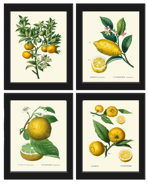 Citrus Fruit Lemon Oranges Wall Decor Art Prints Set of 4 Beautiful Antique Vintage Tropical Kitchen Dining Room Home Decor to Frame TDA