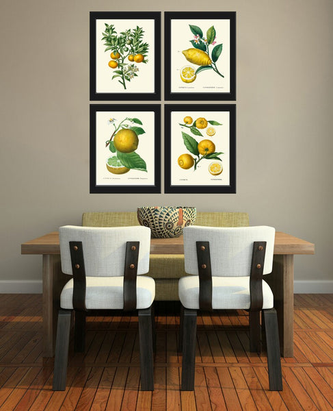 Citrus Fruit Lemon Oranges Wall Decor Art Prints Set of 4 Beautiful Antique Vintage Tropical Kitchen Dining Room Home Decor to Frame TDA