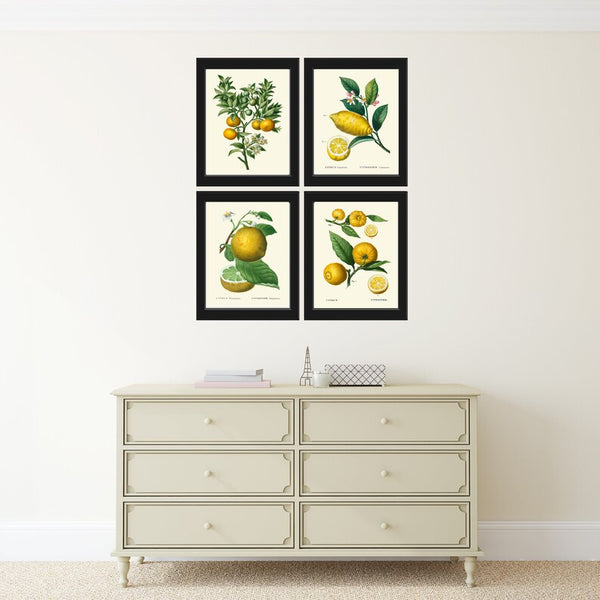 Citrus Fruit Lemon Oranges Wall Decor Art Prints Set of 4 Beautiful Antique Vintage Tropical Kitchen Dining Room Home Decor to Frame TDA