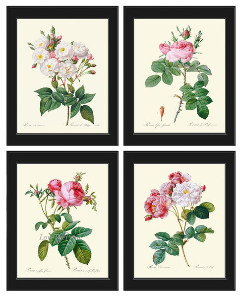 Botanical Print Set French Roses Wall Art Decor Set of 4 Prints Beautiful Antique Vintage White Pink Flowers Garden Home Decor to Frame LRR