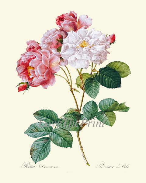 Botanical Print Set French Roses Wall Art Decor Set of 4 Prints Beautiful Antique Vintage White Pink Flowers Garden Home Decor to Frame LRR