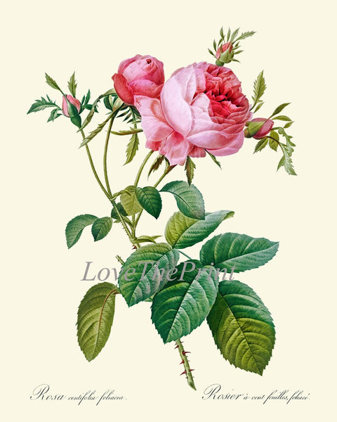 Botanical Print Set French Roses Wall Art Decor Set of 4 Prints Beautiful Antique Vintage White Pink Flowers Garden Home Decor to Frame LRR