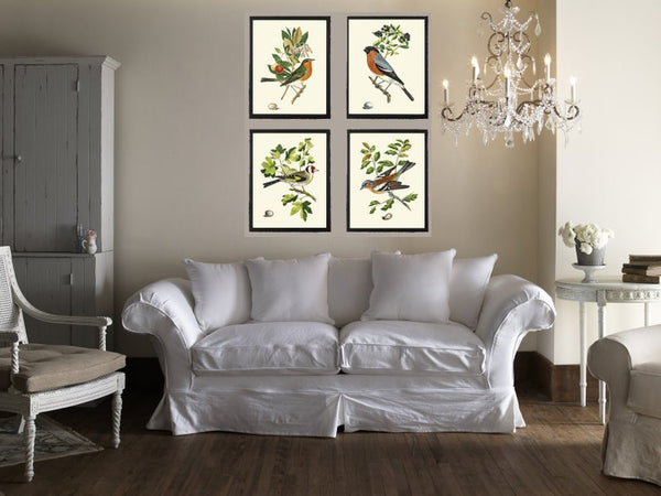 Vintage Bird Wall Art Print Set of 4 Beautiful Nature Bedroom Office Cabin Farmhouse Dining Room Hallway Staircase Illustration to Frame COJ