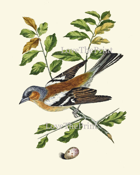 Vintage Bird Wall Art Print Set of 4 Beautiful Nature Bedroom Office Cabin Farmhouse Dining Room Hallway Staircase Illustration to Frame COJ