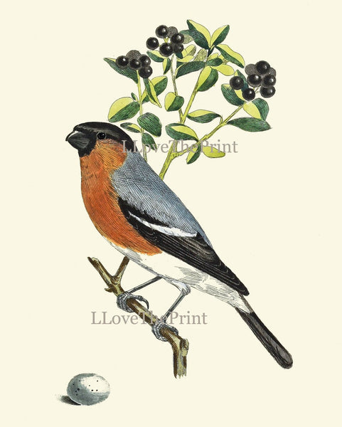 Vintage Bird Wall Art Print Set of 4 Beautiful Nature Bedroom Office Cabin Farmhouse Dining Room Hallway Staircase Illustration to Frame COJ